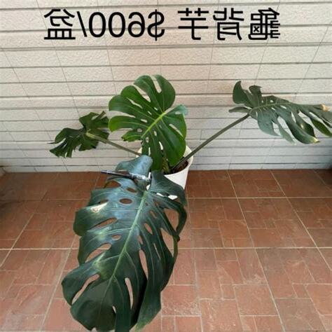 龜背芋 室內